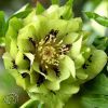 Helleborus Double Ellen Yellow